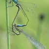 Blue-tailed Damselfly - Ischnura elegans | Fotografijos autorius : Gintautas Steiblys | © Macrogamta.lt | Šis tinklapis priklauso bendruomenei kuri domisi makro fotografija ir fotografuoja gyvąjį makro pasaulį.