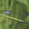 Blue-tailed Damselfly - Ischnura elegans | Fotografijos autorius : Gintautas Steiblys | © Macronature.eu | Macro photography web site