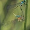 Elegantiškoji strėliukė - Ischnura elegans | Fotografijos autorius : Gintautas Steiblys | © Macronature.eu | Macro photography web site