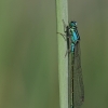 Blue-tailed damselfly - Ichnura elegans | Fotografijos autorius : Agnė Našlėnienė | © Macronature.eu | Macro photography web site