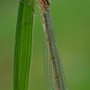 Elegantiškoji strėliukė - Ischnura elegans, patelė  | Fotografijos autorius : Gintautas Steiblys | © Macronature.eu | Macro photography web site