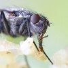 Bluebottle fly - Calliphora sp. | Fotografijos autorius : Gediminas Gražulevičius | © Macronature.eu | Macro photography web site