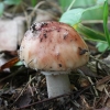 Blusher - Amanita rubescens | Fotografijos autorius : Vytautas Gluoksnis | © Macronature.eu | Macro photography web site