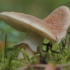 Blusher - Amanita rubescens | Fotografijos autorius : Gintautas Steiblys | © Macronature.eu | Macro photography web site