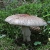 Blusher - Amanita rubescens | Fotografijos autorius : Vytautas Gluoksnis | © Macronature.eu | Macro photography web site