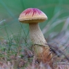 Raudonasis auksabaravykis - Boletellus projectellus | Fotografijos autorius : Gediminas Gražulevičius | © Macronature.eu | Macro photography web site