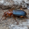 Bombardier beetle - Brachinus explodens | Fotografijos autorius : Žilvinas Pūtys | © Macronature.eu | Macro photography web site