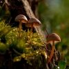 Šalmabudė - Mycena sp.  | Fotografijos autorius : Irenėjas Urbonavičius | © Macronature.eu | Macro photography web site