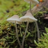 Bonnet - Mycena sp. | Fotografijos autorius : Gintautas Steiblys | © Macronature.eu | Macro photography web site