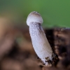 Šalmabudė - Mycena sp. | Fotografijos autorius : Eglė Vičiuvienė | © Macronature.eu | Macro photography web site