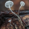 Šalmabudė - Mycena sp. | Fotografijos autorius : Gintautas Steiblys | © Macronature.eu | Macro photography web site