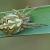 Bordered Orbweaver - Neoscona adianta | Fotografijos autorius : Gintautas Steiblys | © Macrogamta.lt | Šis tinklapis priklauso bendruomenei kuri domisi makro fotografija ir fotografuoja gyvąjį makro pasaulį.