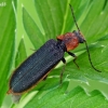 Bordered click beetle - Denticollis linearis var. mesomelas | Fotografijos autorius : Gintautas Steiblys | © Macronature.eu | Macro photography web site