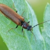 Bordered click beetle - Denticollis linearis var. variabilis | Fotografijos autorius : Gintautas Steiblys | © Macronature.eu | Macro photography web site
