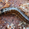 Bordered click beetle - Denticollis linearis, larva | Fotografijos autorius : Kazimieras Martinaitis | © Macronature.eu | Macro photography web site