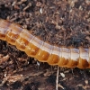 Bordered click beetle - Denticollis linearis, larva | Fotografijos autorius : Gintautas Steiblys | © Macronature.eu | Macro photography web site