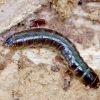 Bordered click beetle - Denticollis linearis, larva | Fotografijos autorius : Romas Ferenca | © Macronature.eu | Macro photography web site