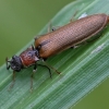 Bordered click beetle - Denticollis linearis | Fotografijos autorius : Vytautas Tamutis | © Macronature.eu | Macro photography web site