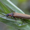 Bordered click beetle - Denticollis linearis | Fotografijos autorius : Žilvinas Pūtys | © Macronature.eu | Macro photography web site