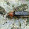 Bordered click beetle - Denticollis linearis | Fotografijos autorius : Romas Ferenca | © Macronature.eu | Macro photography web site