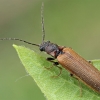Bordered click beetle - Denticollis linearis | Fotografijos autorius : Gintautas Steiblys | © Macronature.eu | Macro photography web site