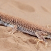 Duméril's Fringe-fingered Lizard - Acanthodactylus dumerilii | Fotografijos autorius : Gintautas Steiblys | © Macronature.eu | Macro photography web site