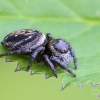 Vaivorykštinis musgaudis | Evarcha arcuata | patelė | Fotografijos autorius : Darius Baužys | © Macronature.eu | Macro photography web site