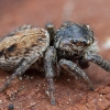 Vaivorykštinis musgaudis - Evarcha arcuata ♀ | Fotografijos autorius : Žilvinas Pūtys | © Macronature.eu | Macro photography web site