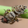 Vaivorykštinis musgaudis - Evarcha arcuata ♀ | Fotografijos autorius : Žilvinas Pūtys | © Macronature.eu | Macro photography web site