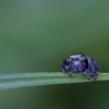 Bowed Jumper - Evarcha arcuata ♂ | Fotografijos autorius : Žilvinas Pūtys | © Macronature.eu | Macro photography web site