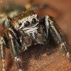 Bowed Jumper - Evarcha arcuata ♂ | Fotografijos autorius : Vidas Brazauskas | © Macronature.eu | Macro photography web site