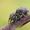 Bowed Jumper - Evarcha arcuata  | Fotografijos autorius : Gintautas Steiblys | © Macronature.eu | Macro photography web site