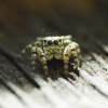 Bowed Jumper - Evarcha arcuata  | Fotografijos autorius : Irenėjas Urbonavičius | © Macronature.eu | Macro photography web site