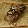 Bowed Jumper - Evarcha arcuata  | Fotografijos autorius : Gintautas Steiblys | © Macronature.eu | Macro photography web site