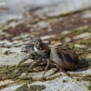 Bowed Jumper - Evarcha arcuata | Fotografijos autorius : Deividas Makavičius | © Macronature.eu | Macro photography web site