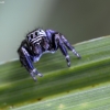 Bowed Jumper - Evarcha arcuata | Fotografijos autorius : Kazimieras Martinaitis | © Macronature.eu | Macro photography web site