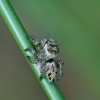 Vaivorykštinis musgaudis - Evarcha arcuata | Fotografijos autorius : Gintautas Steiblys | © Macronature.eu | Macro photography web site