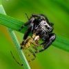 Bowed Jumper - Evarcha arcuata | Fotografijos autorius : Romas Ferenca | © Macronature.eu | Macro photography web site