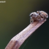 Bowed Jumper - Evarcha arcuata | Fotografijos autorius : Darius Baužys | © Macronature.eu | Macro photography web site