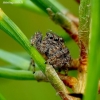 Bowed Jumper - Evarcha arcuata | Fotografijos autorius : Romas Ferenca | © Macronature.eu | Macro photography web site