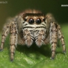 Bowed Jumper - Evarcha arcuata | Fotografijos autorius : Lukas Jonaitis | © Macronature.eu | Macro photography web site