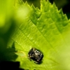 Bowed Jumper - Evarcha arcuata | Fotografijos autorius : Alma Totorytė | © Macronature.eu | Macro photography web site