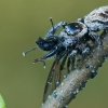 Bowed Jumper - Evarcha arcuata | Fotografijos autorius : Gintautas Steiblys | © Macronature.eu | Macro photography web site