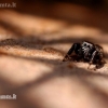 Bowed Jumper - Evarcha arcuata | Fotografijos autorius : Alma Totorytė | © Macronature.eu | Macro photography web site