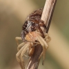 Bowed Jumper - Evarcha arcuata | Fotografijos autorius : Lukas Jonaitis | © Macronature.eu | Macro photography web site