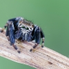 Bowed Jumper - Evarcha arcuata | Fotografijos autorius : Darius Baužys | © Macronature.eu | Macro photography web site