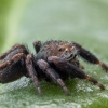 Bowed Jumper - Evarcha arcuata | Fotografijos autorius : Žilvinas Pūtys | © Macronature.eu | Macro photography web site