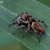 Bowed Jumper - Evarcha arcuata | Fotografijos autorius : Gintautas Steiblys | © Macronature.eu | Macro photography web site