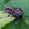 Bowed Jumper - Evarcha arcuata | Fotografijos autorius : Romas Ferenca | © Macronature.eu | Macro photography web site