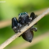 Bowed Jumper - Evarcha arcuata | Fotografijos autorius : Oskaras Venckus | © Macronature.eu | Macro photography web site